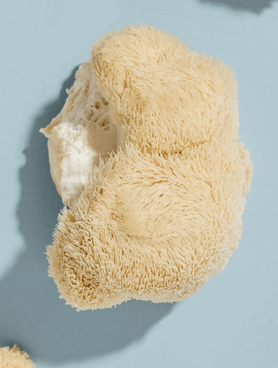 Lion's Mane