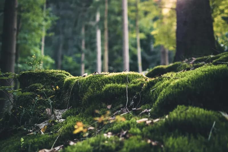 Selective focus grass on forest floor
