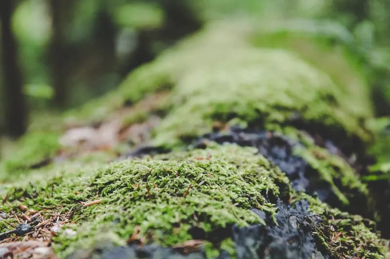 Moss macro close-up on log