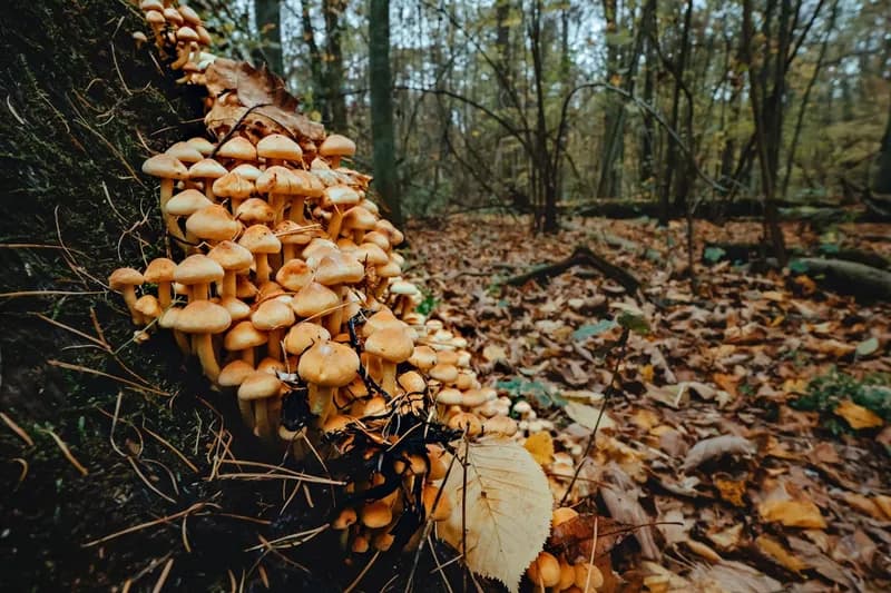 Mushrooms on forest floor