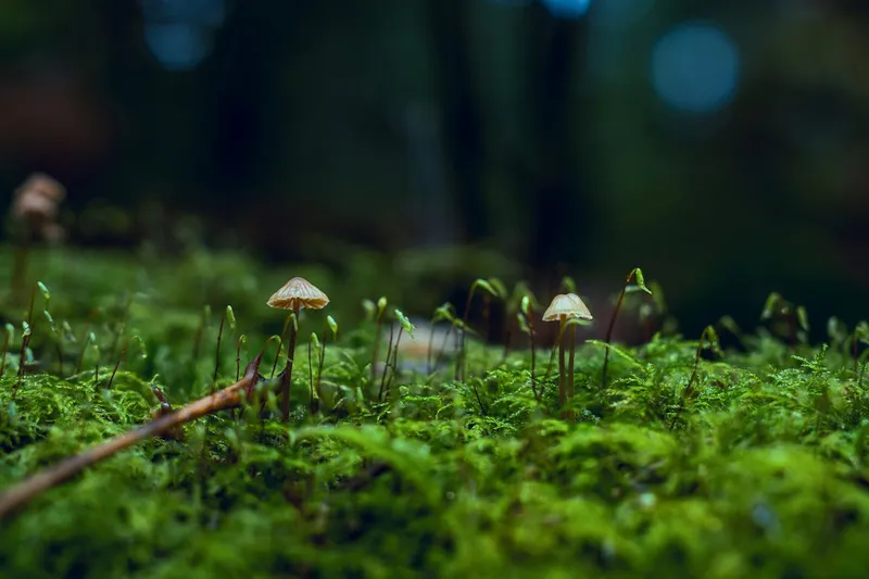 Fungi growing naturally on tree bark