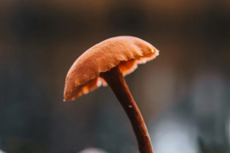Mushroom growing from the forest floor