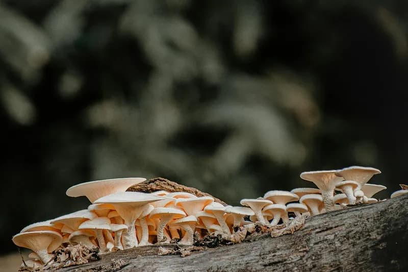 Mushrooms growing naturally on wood