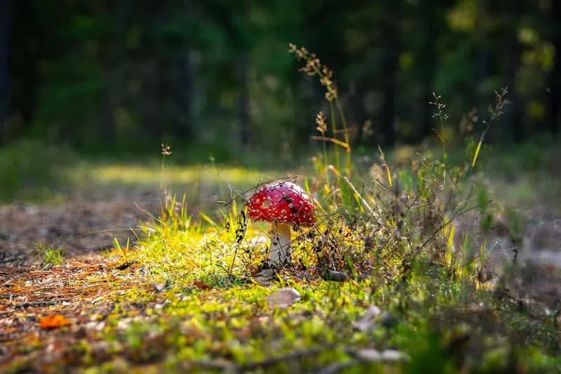 Red mushroom in forest setting