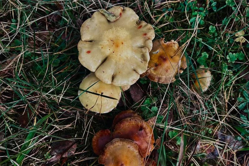 Wild mushrooms in Belarus forest