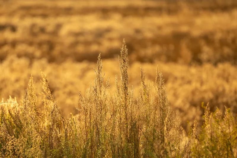 Golden field of grass at sunset