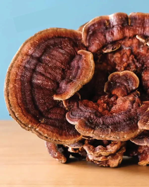 Reishi