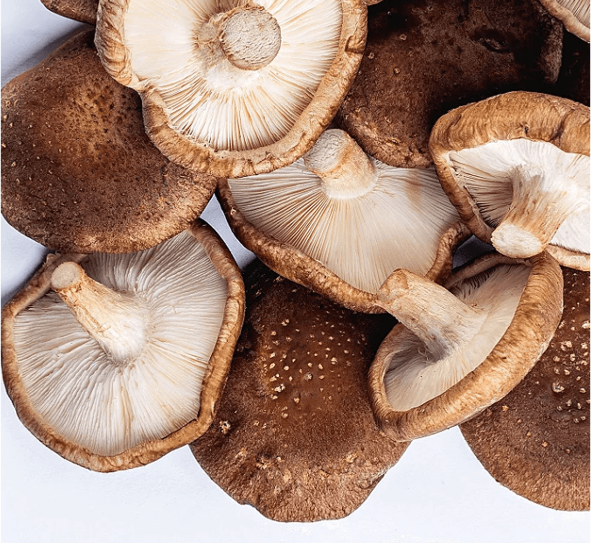 Shiitake